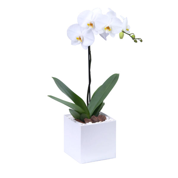 Orquídea base Reciclada Riego-Fácil