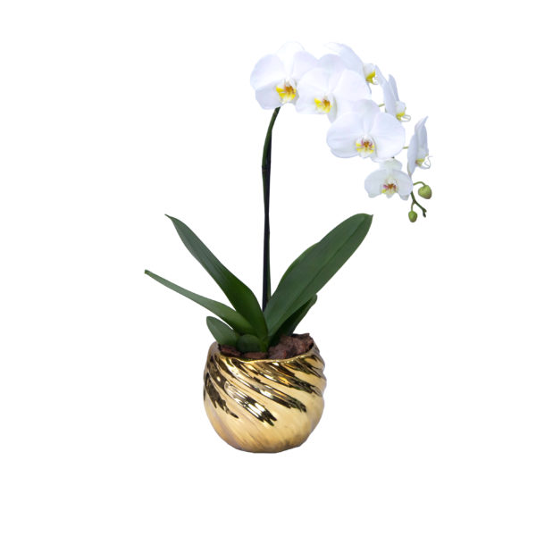 Orquídea dorada