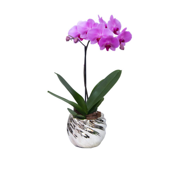 Orquídea plateada - Image 2