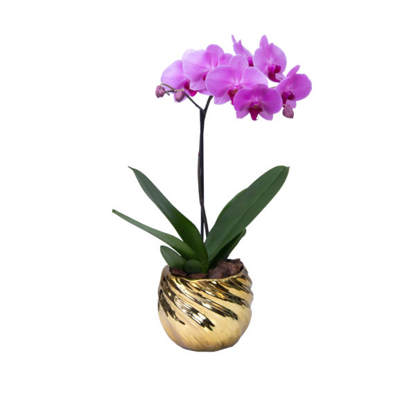 Orquídea dorada - Image 2