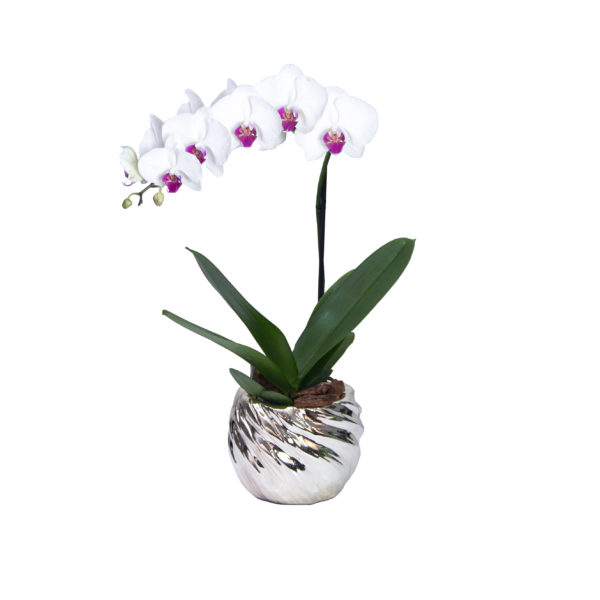 Orquídea plateada - Image 3