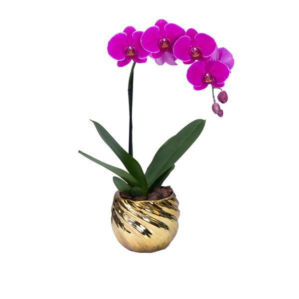 Orquídea dorada - Image 4