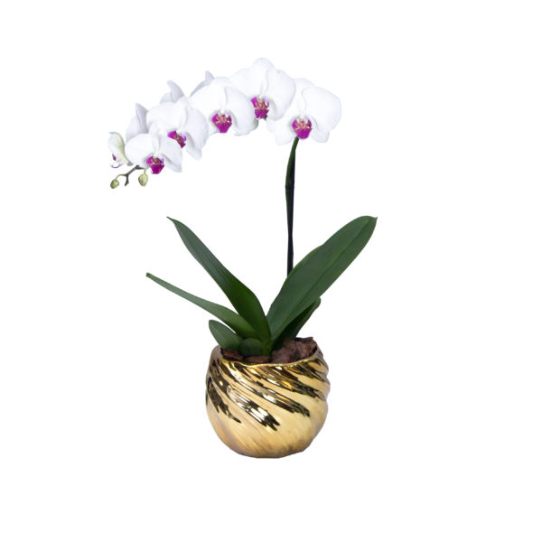 Orquídea dorada - Image 3